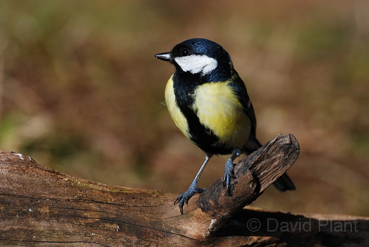 Great tit - A.jpg - Great tit - Forest of Dean